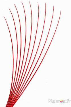 Struisvogel Rachis - 60 cm - rood